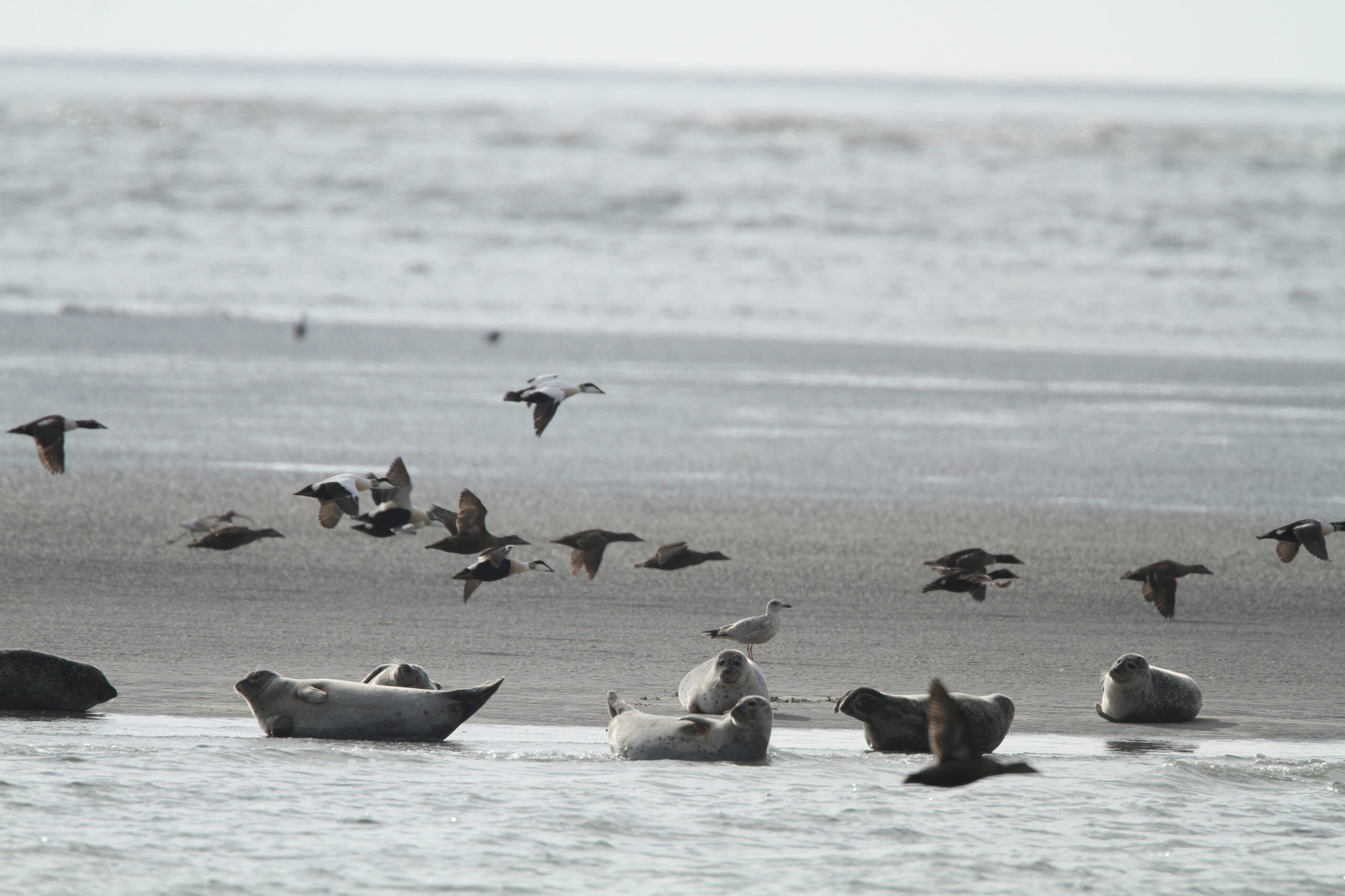 zandplaat in waddenzee met zeehonden en vogels