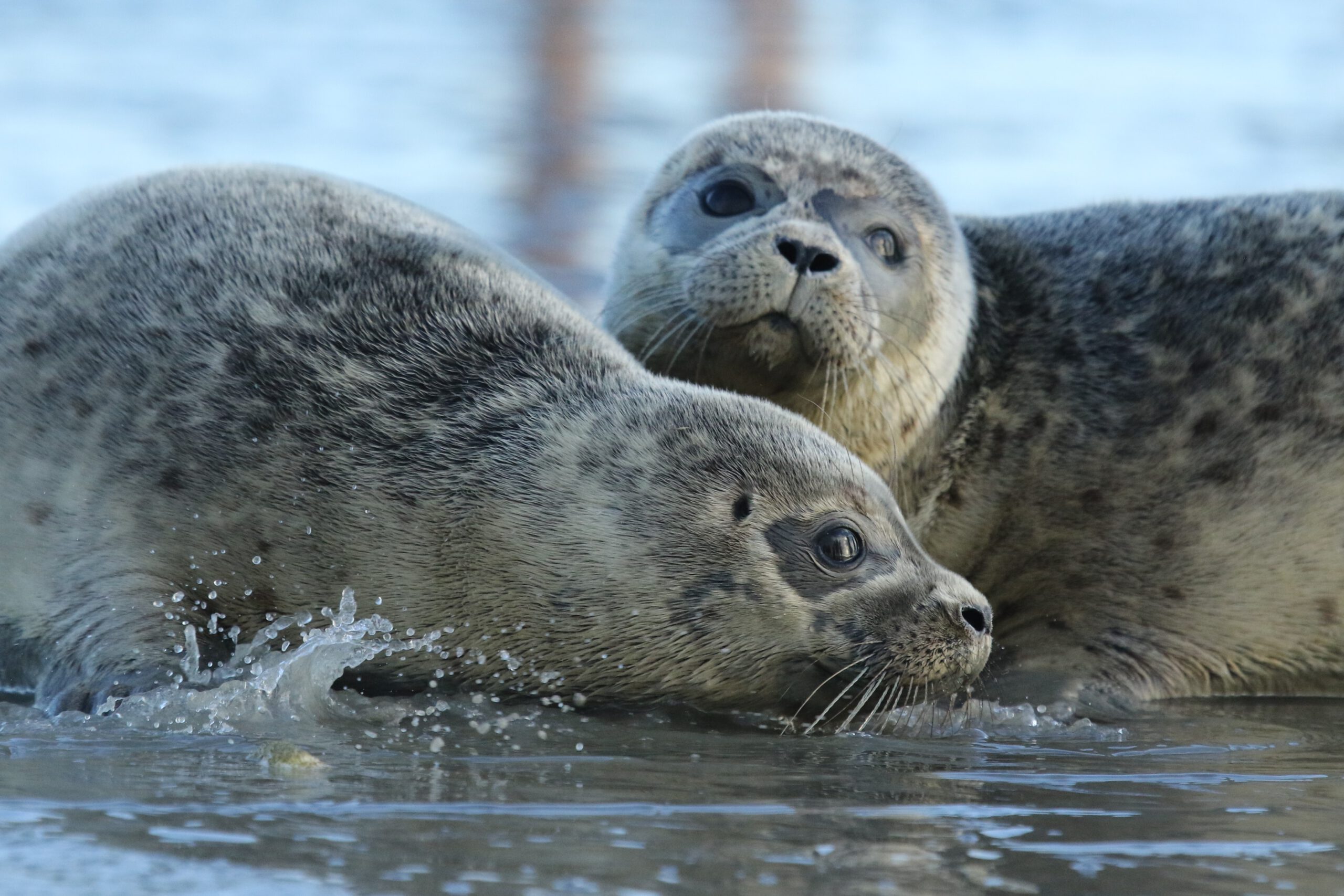 twee gewone zeehonden in de waddenzee