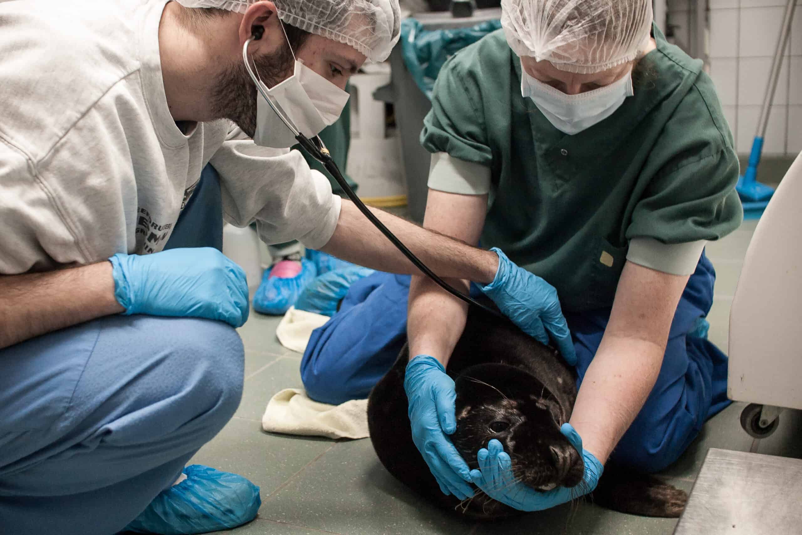 dierenarts luistert naar longen tijdens intake