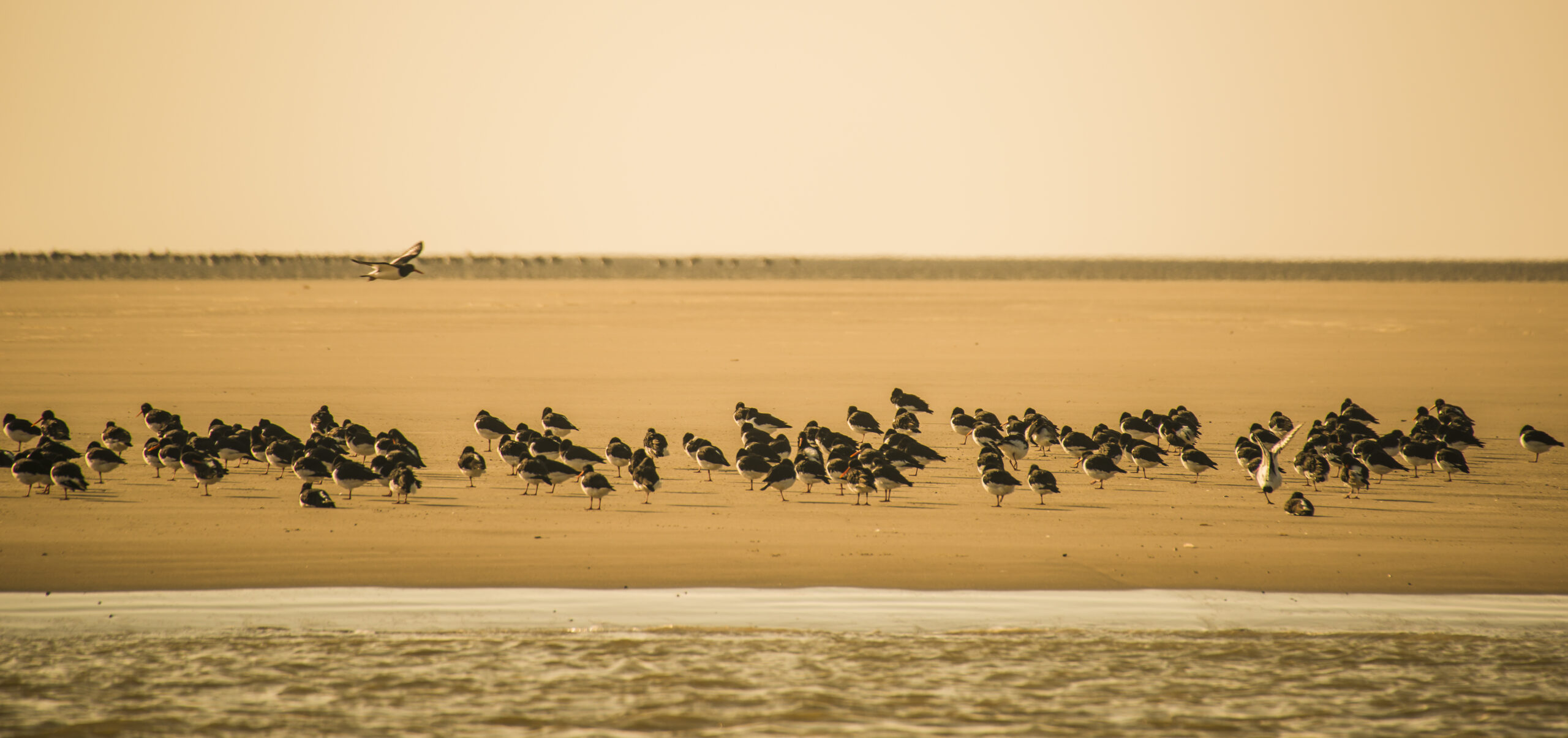 Scholeksters Waddenzee