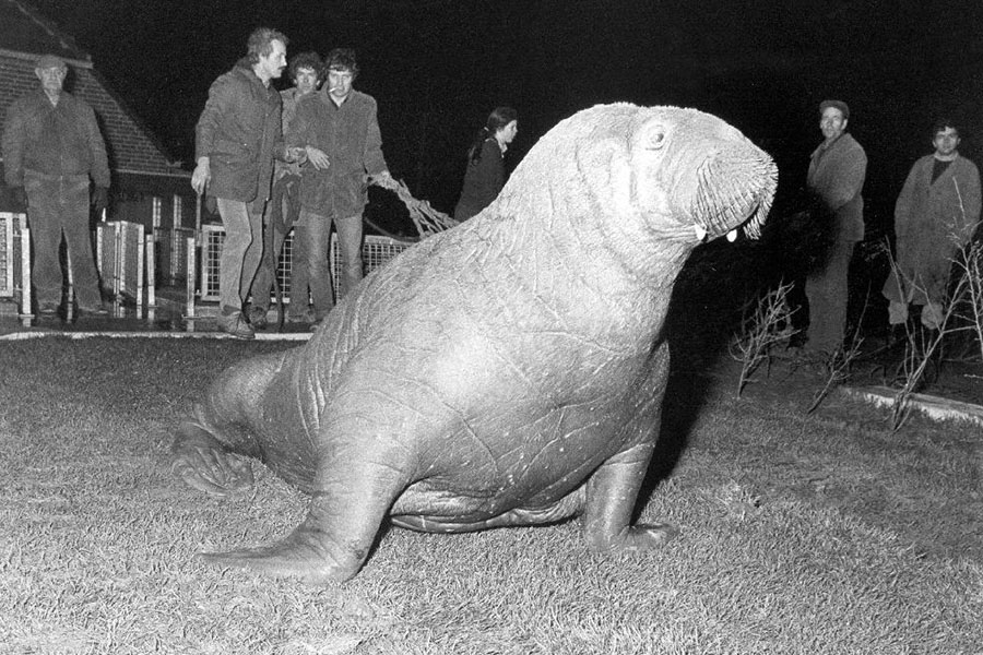 Walrus snorre werd opgevangen in Zeehondencentrum Pieterburen