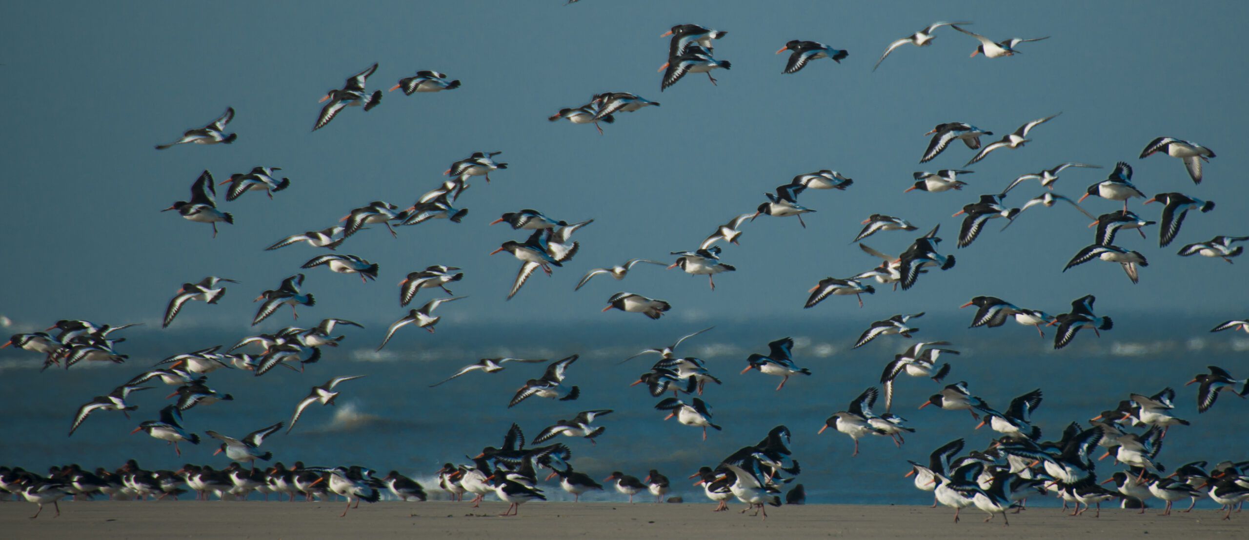 Onderzoek naar de Waddenzee