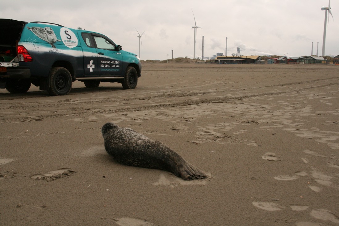 Grijze zeehond gevonden op strand