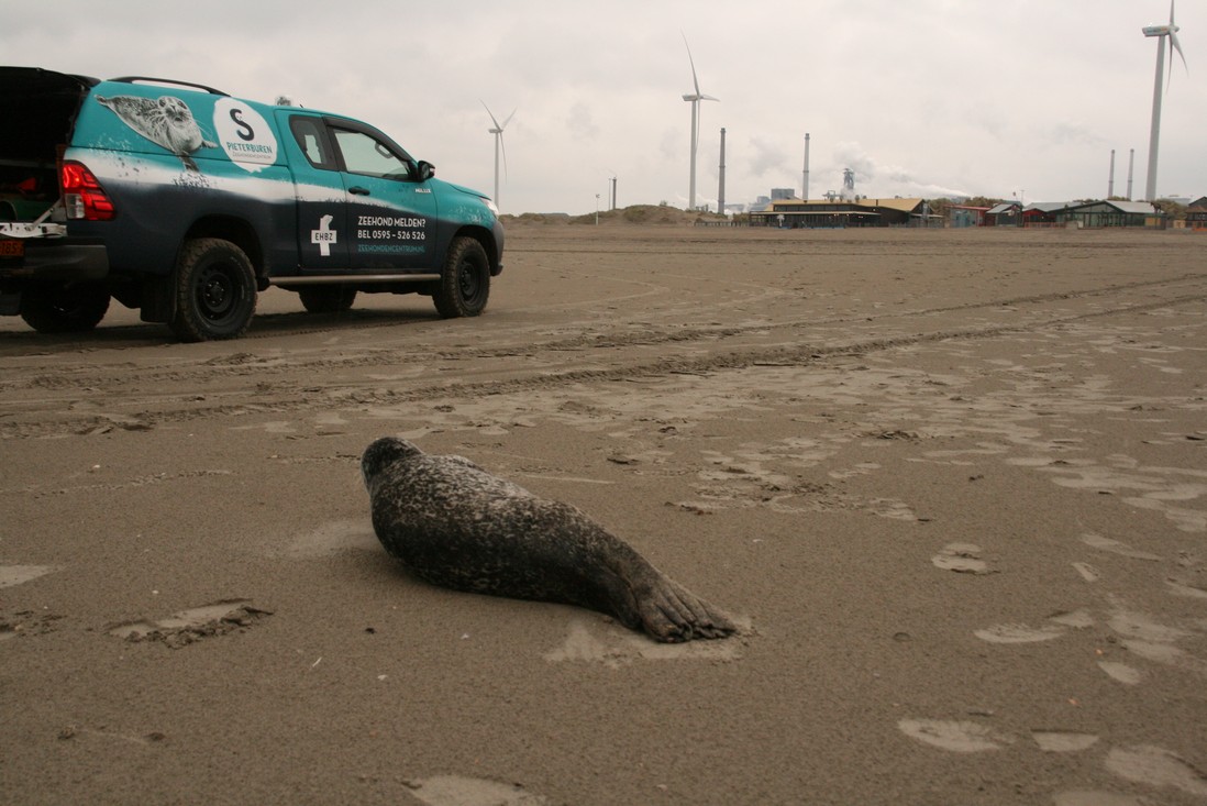 gestrande zeehond