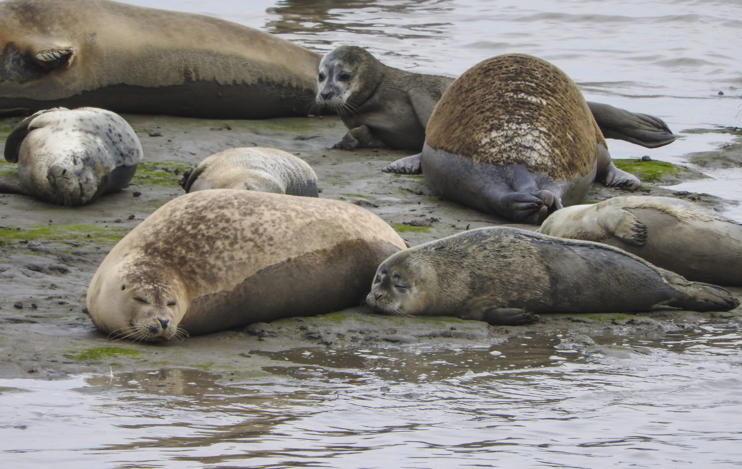 gewone zeehond moeder en pup dollard