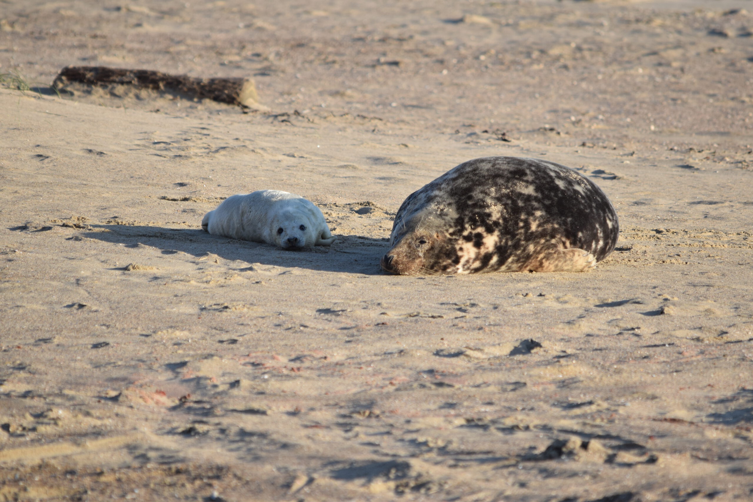 Grijze zeehond moeder in wild met pup