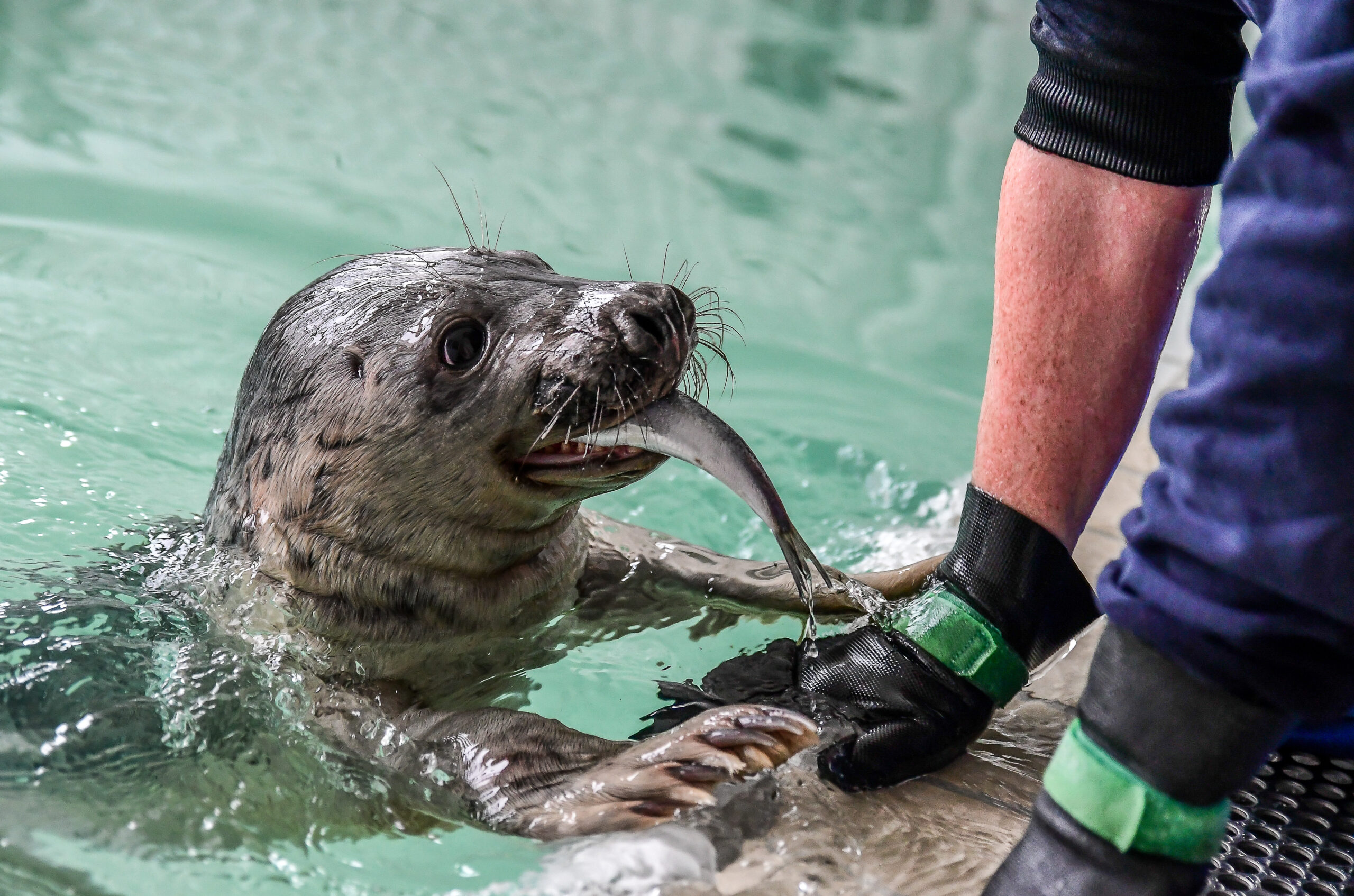 grijze zeehond eet vis