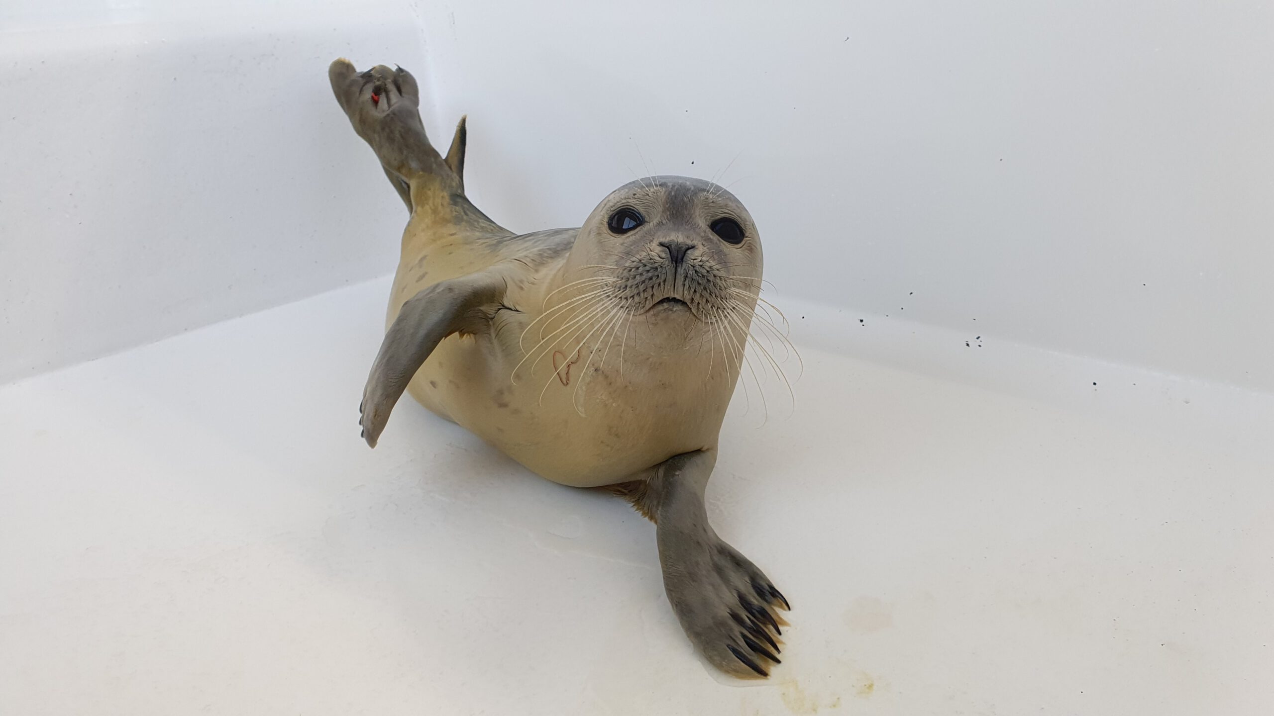 Gewone zeehond in Zeehondencentrum Pieterburen