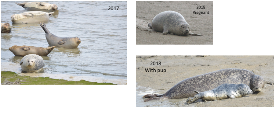 blinde zeehond tot 2018