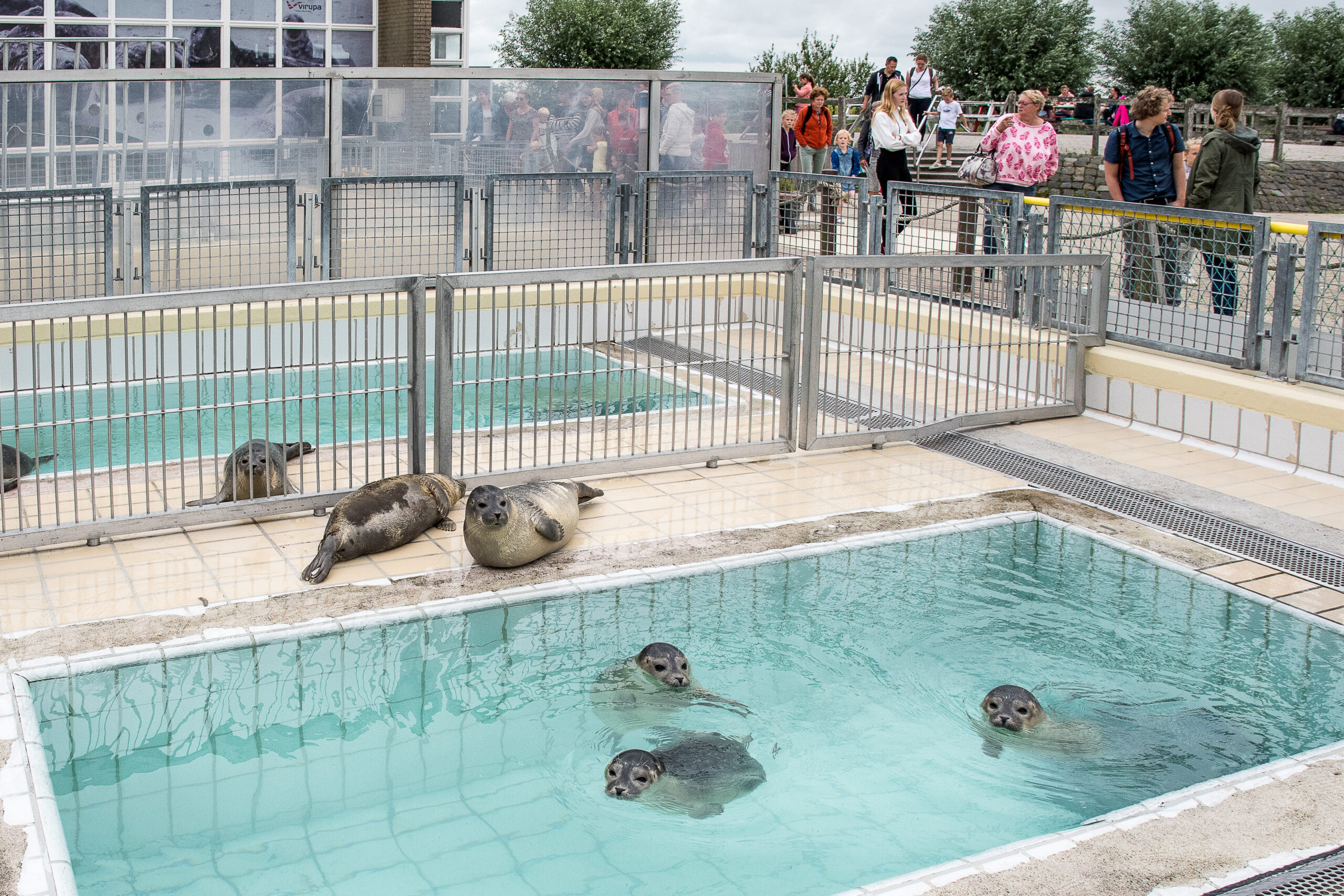 Tweede fase bad bij zeehondenopvang Zeehondencentrum Pieterburen