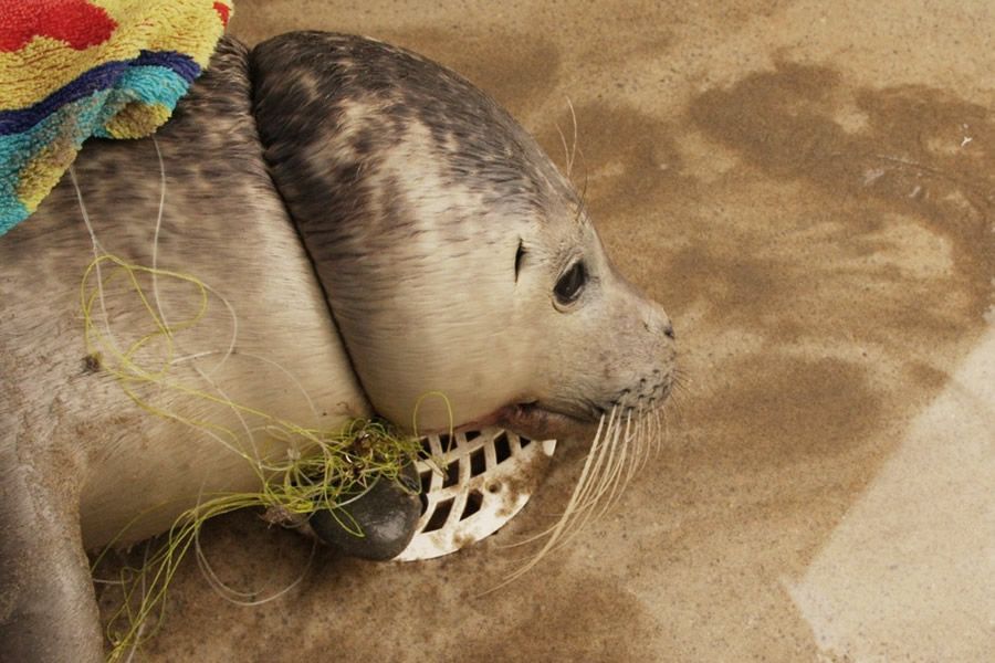 zeehond verstrikt in vislijn