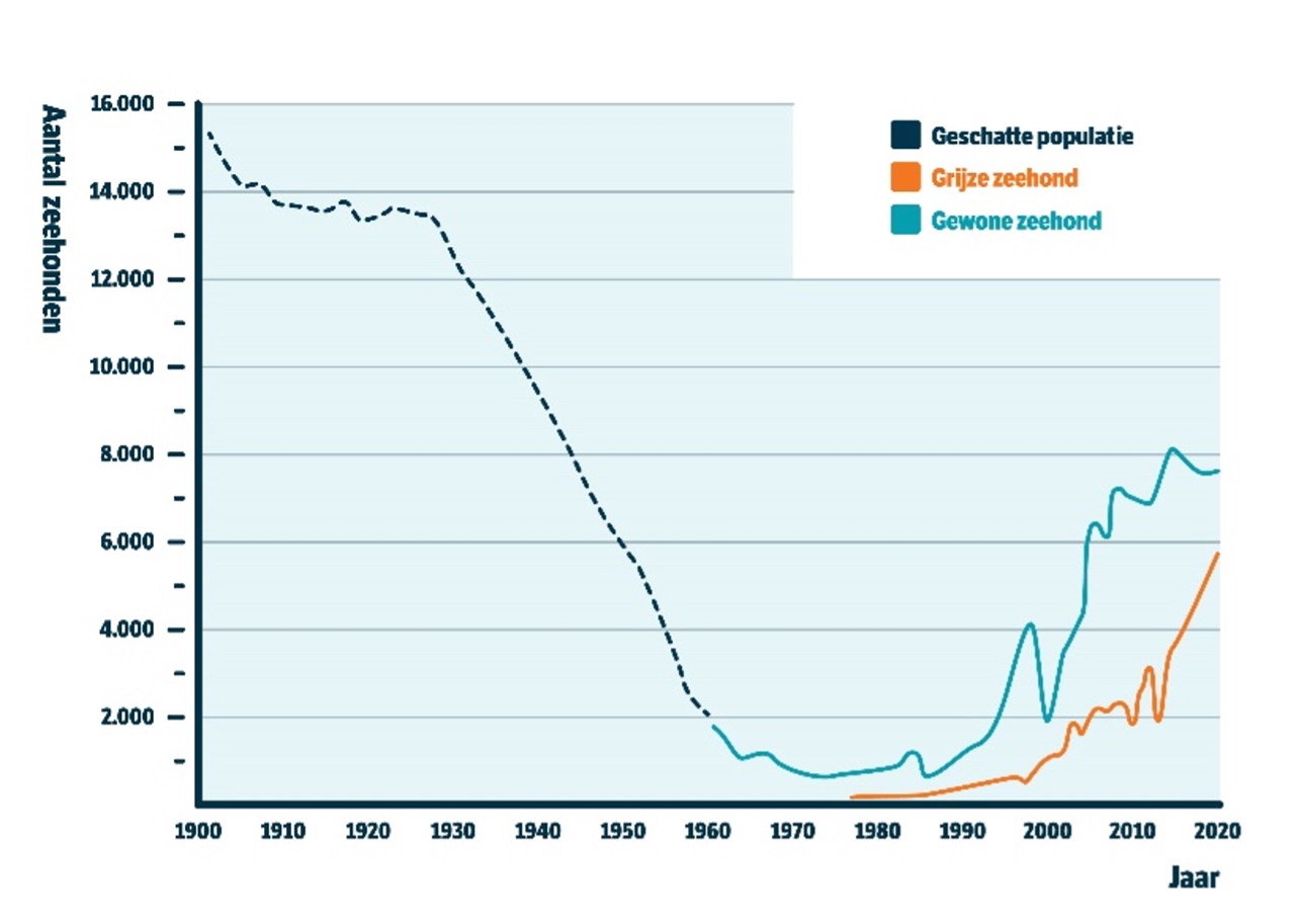 Grafiek zeehondenpopulatie 20e eeuw in Nederlandse Waddenzee