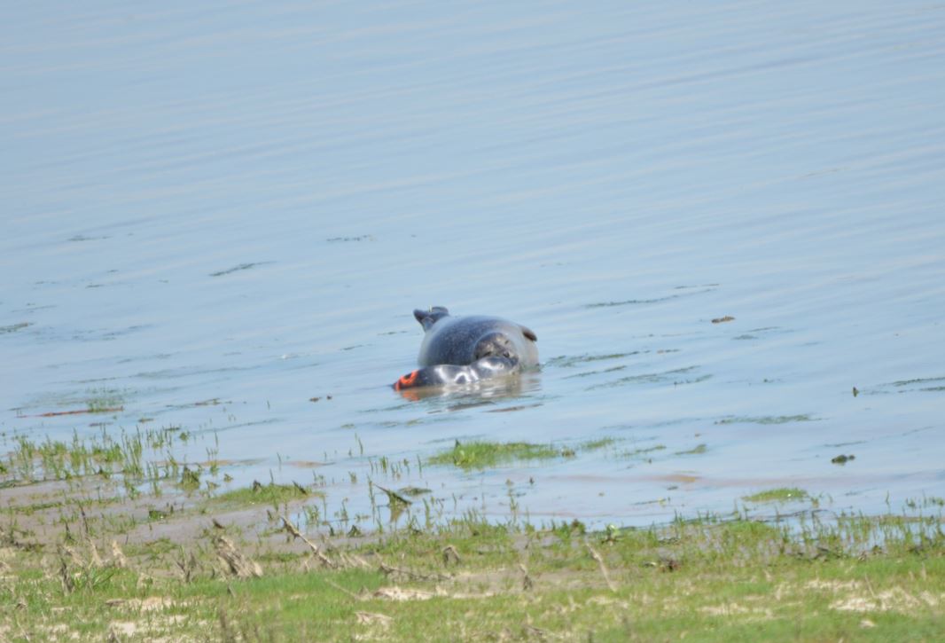 zeehondenpup herenigd met moeder