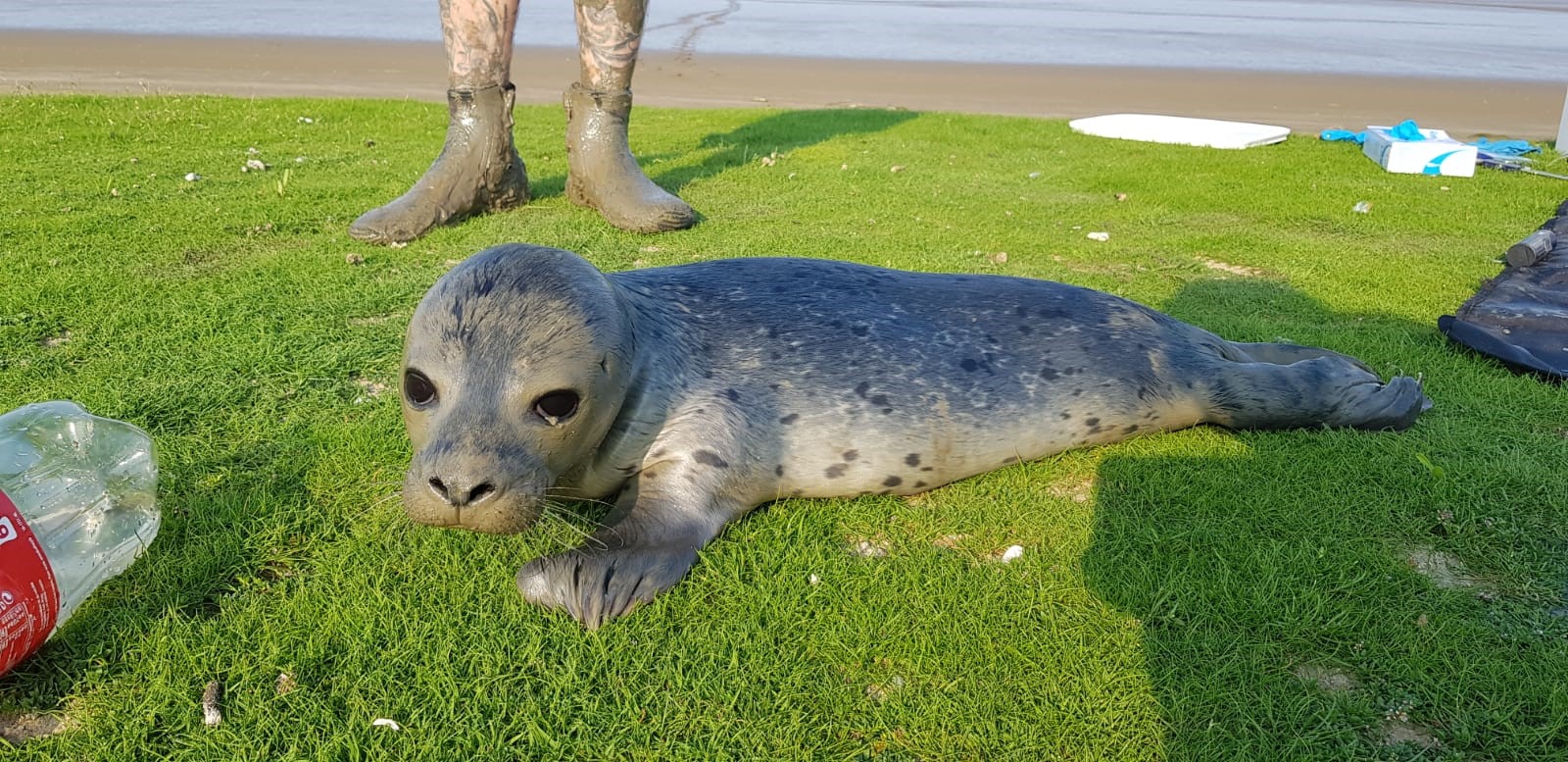 zeehonden pup op het gras