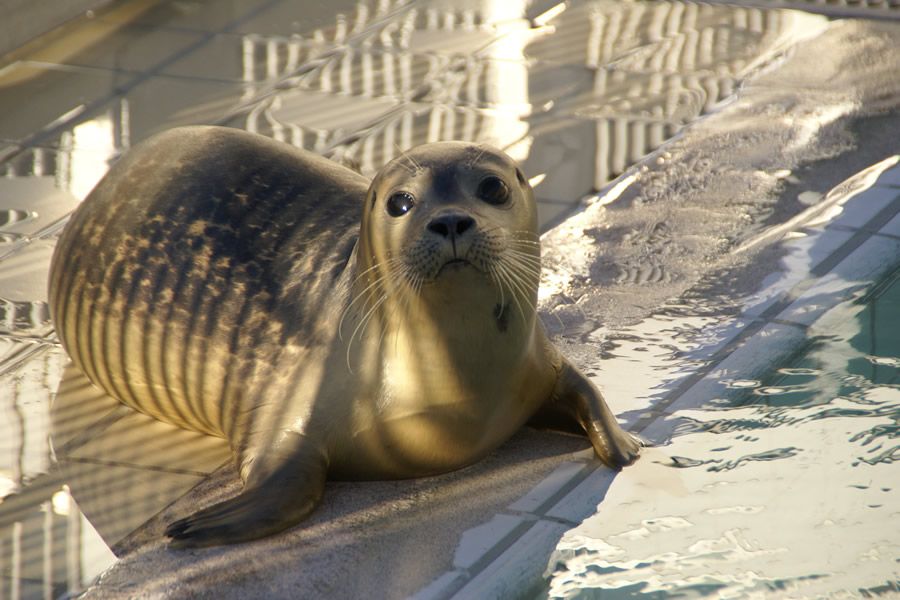 zeehond hulcky in opvang