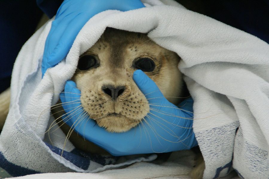 zeehond net opgevangen