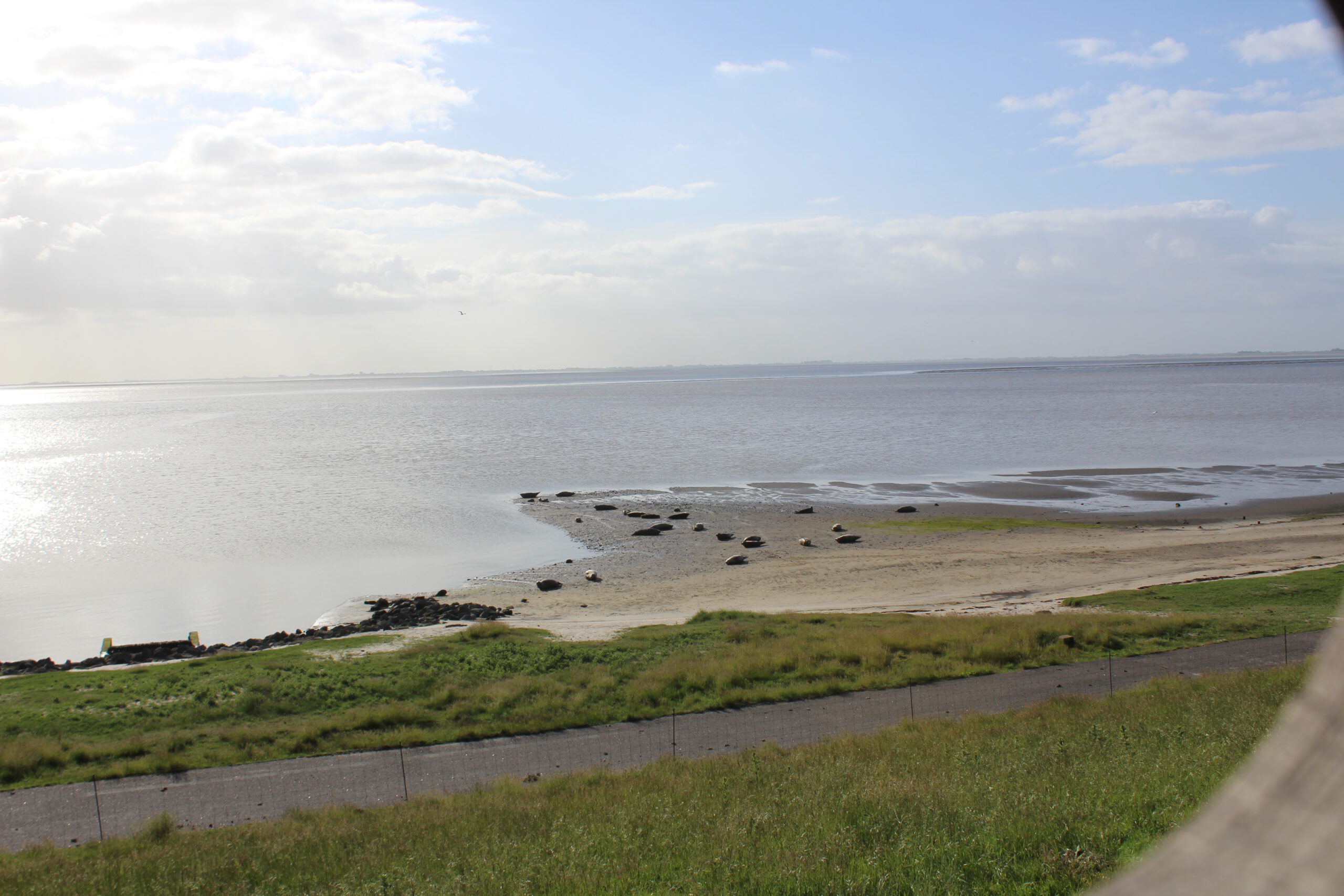 Onderzoek naar zeehonden in Dollard