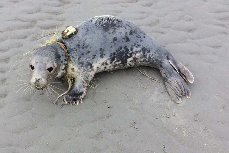 verstrikte zeehond met zender op het strand