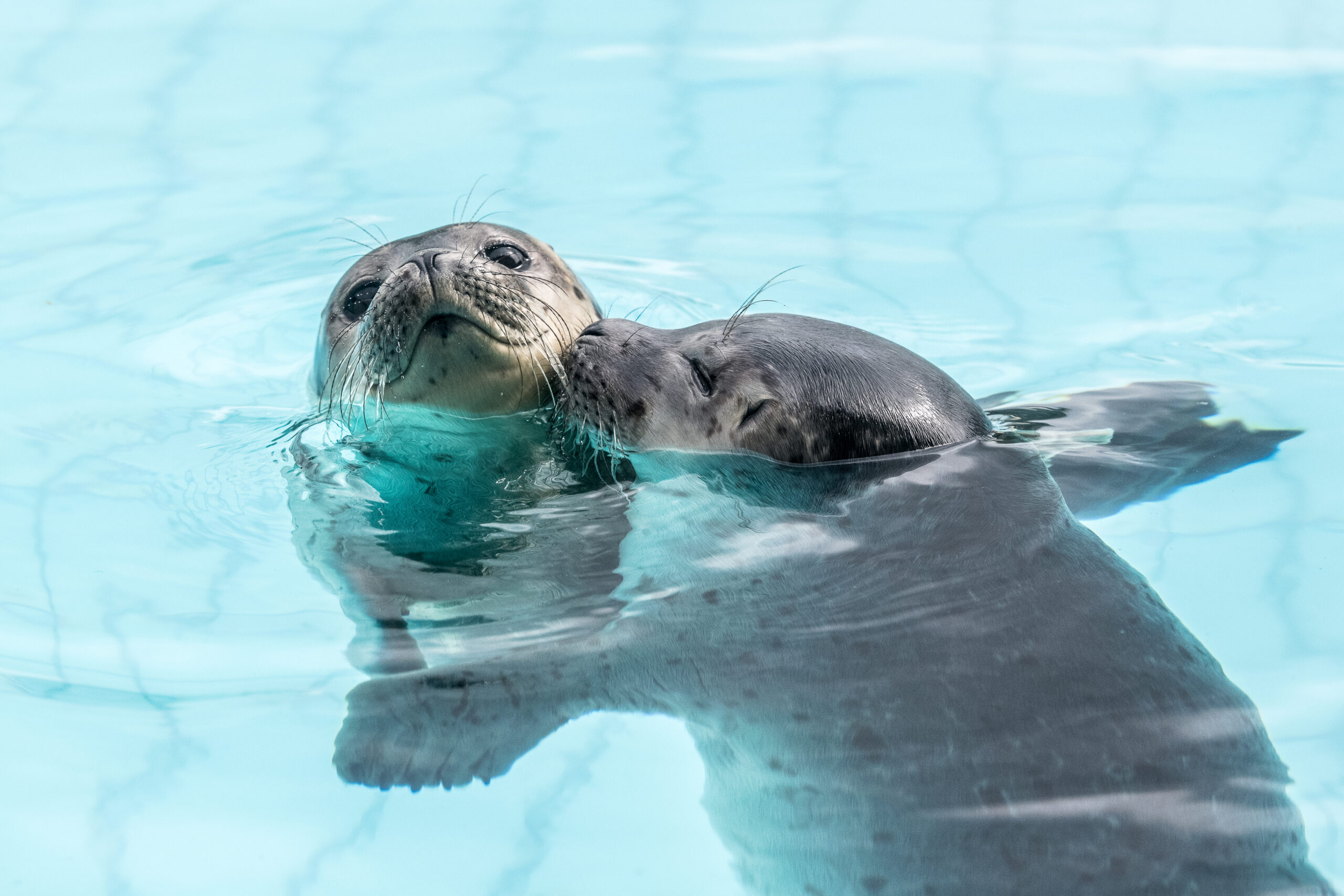 zeehonden in opvang