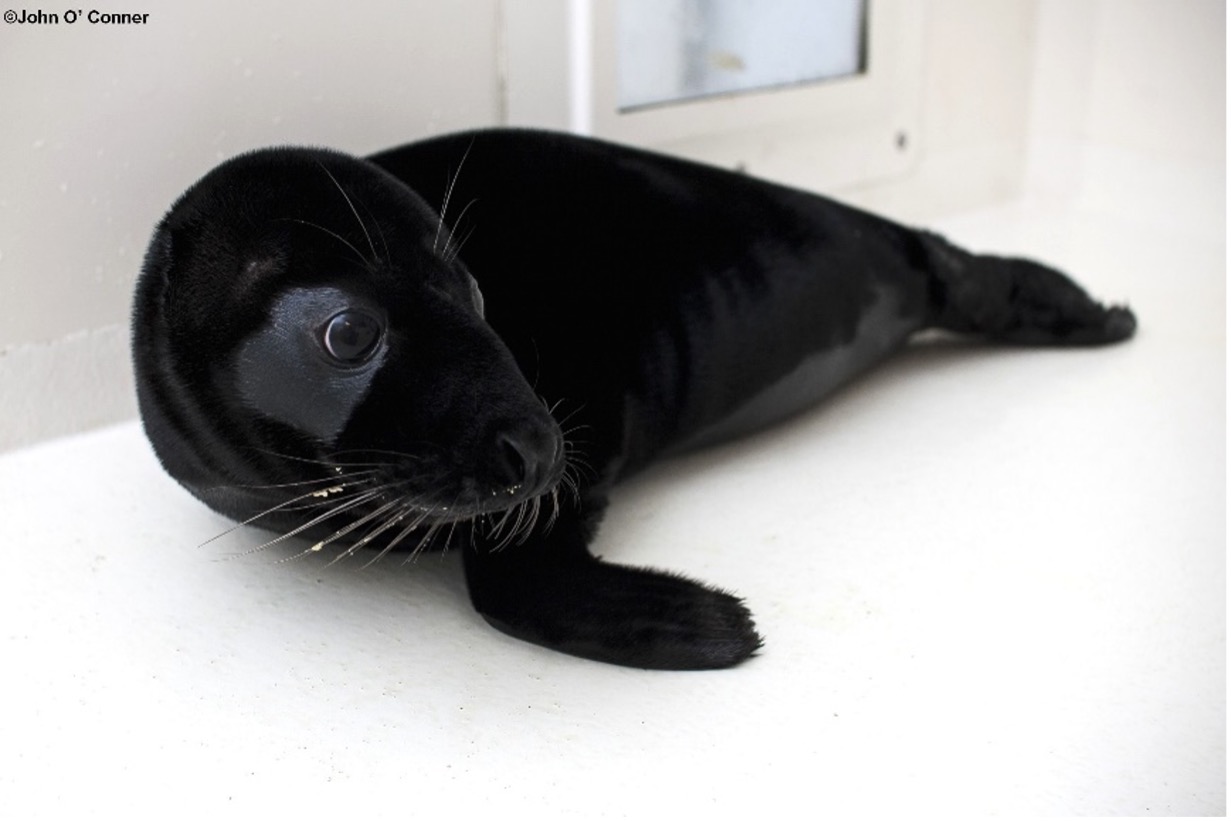 zwarte melanistische zeehond walt