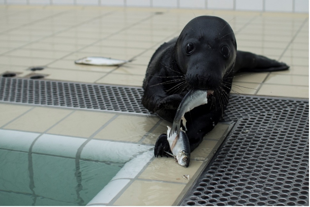 Zwarte zeehond - melanisme