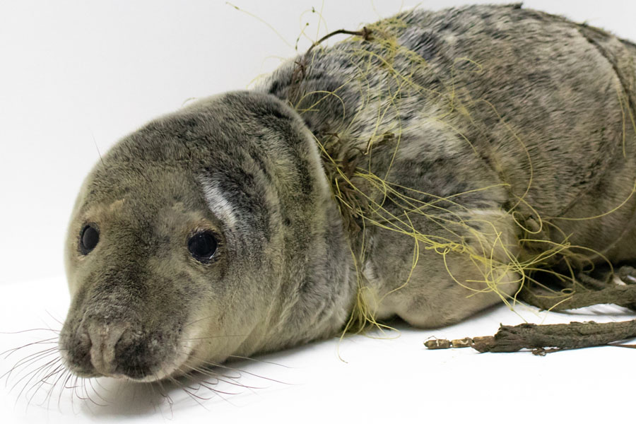 zeehond verstrikt in visnet