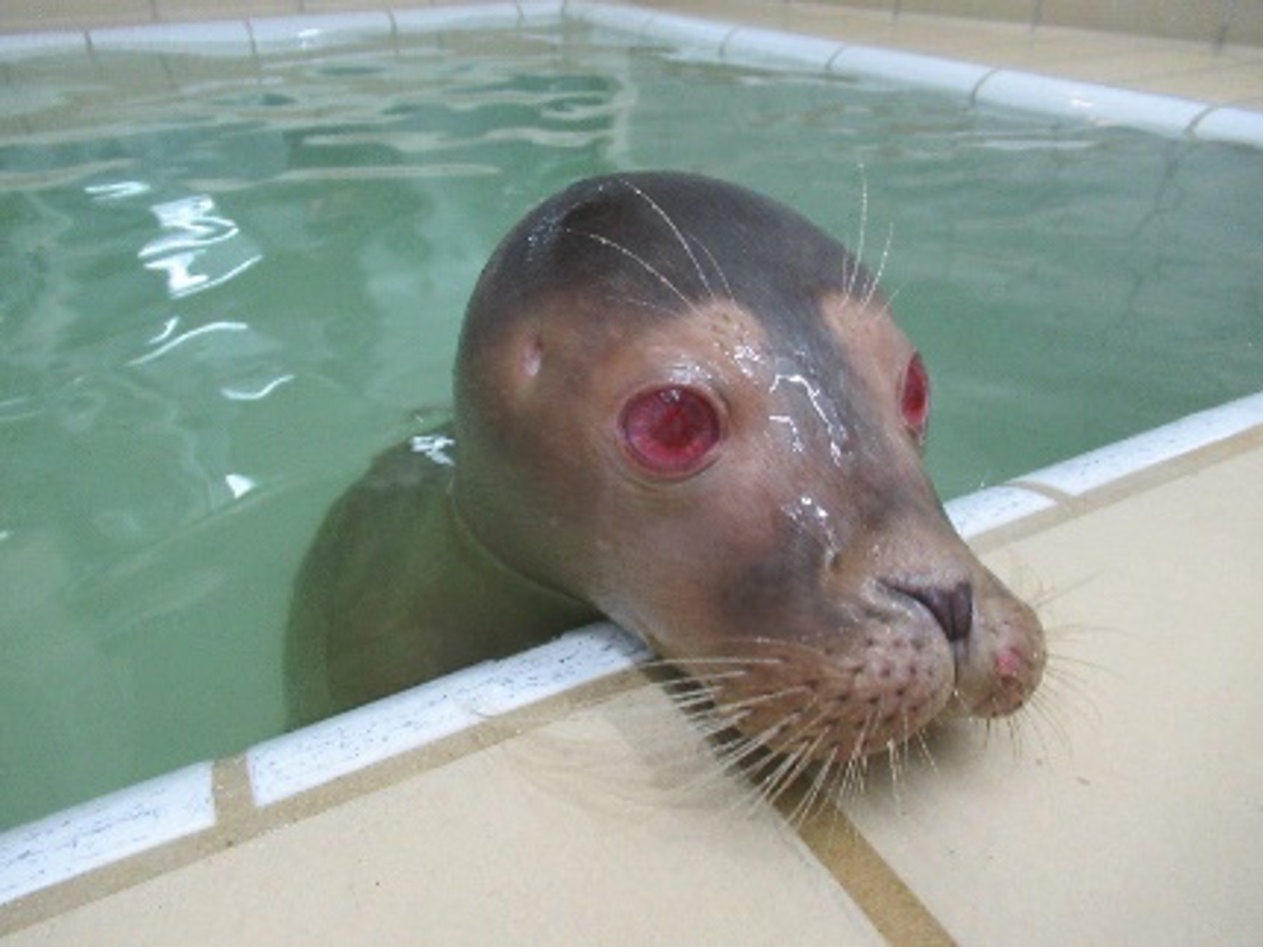 Zeehond met rode ogen - albino