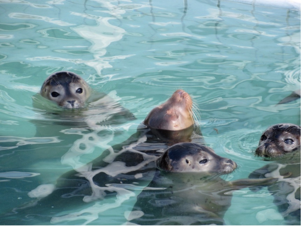 Albinisme bij zeehonden