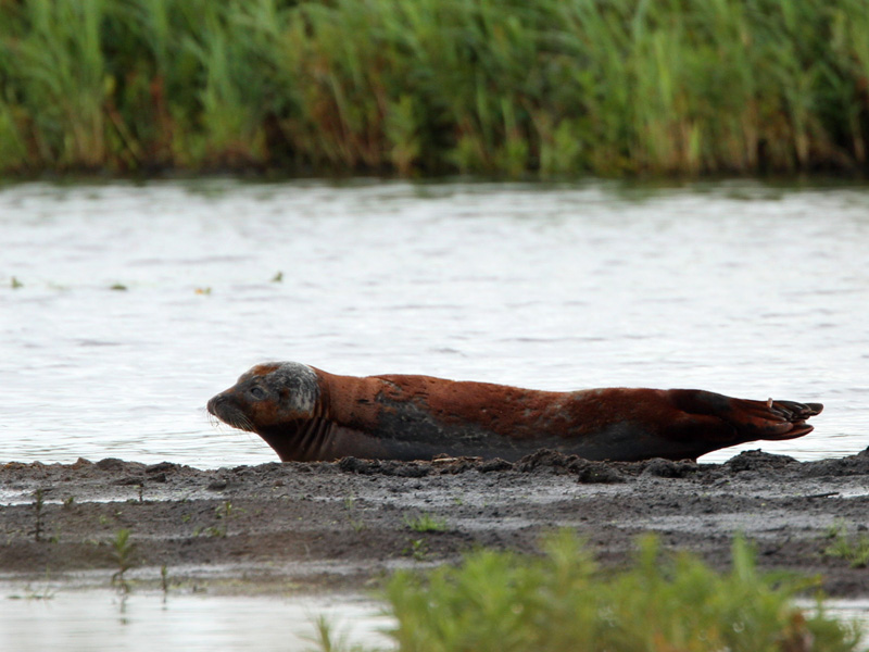 Zeehonden in De Onlanden, Drenthe