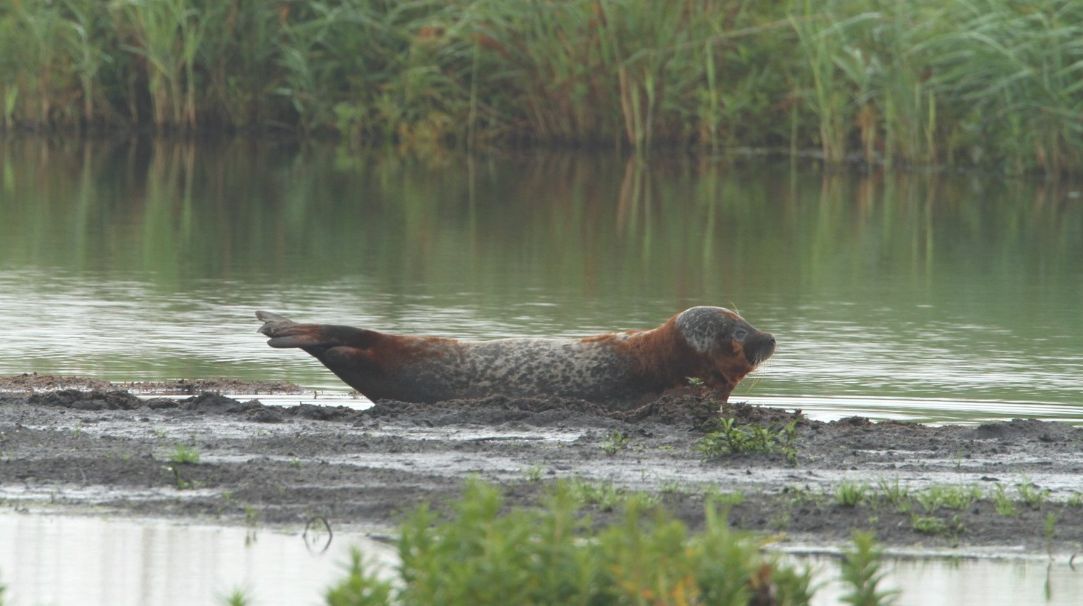 Zeehond in zoet water