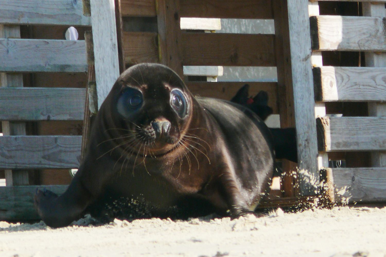 zeehond met melanisme