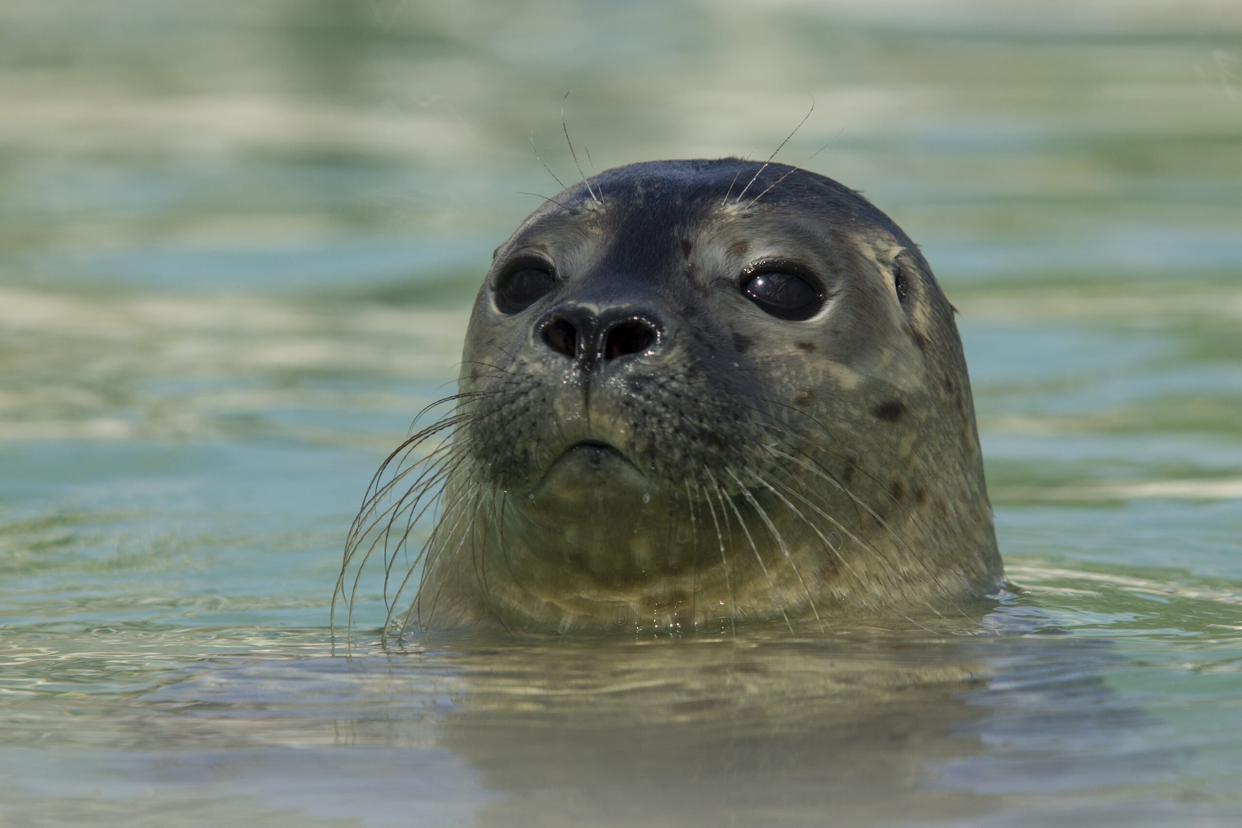 Hoe communiceren zeehonden?