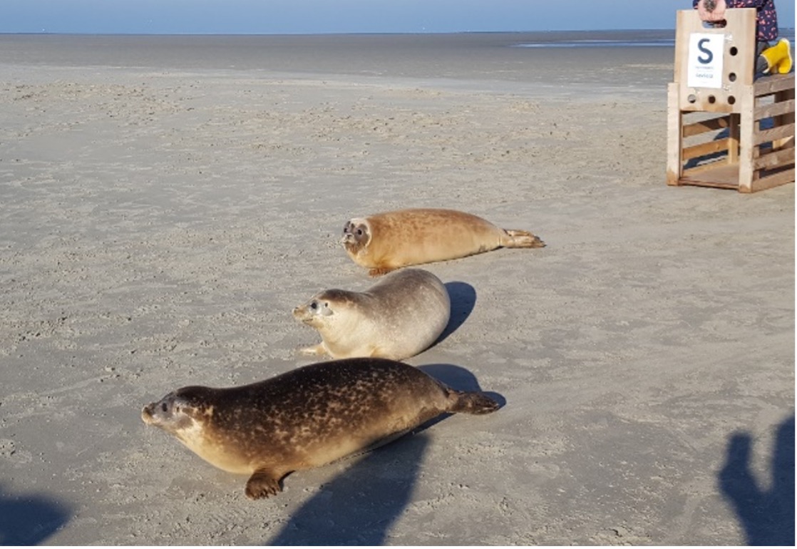 gewone zeehonden tijdens vrijlating, hier draag je aan bij als donateur