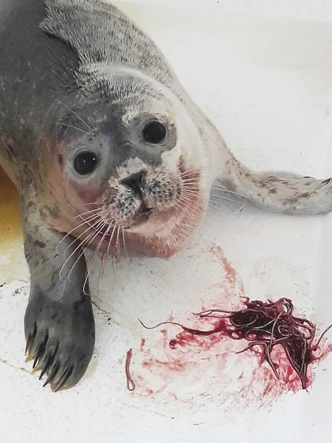 Longwormen bij gewone zeehond