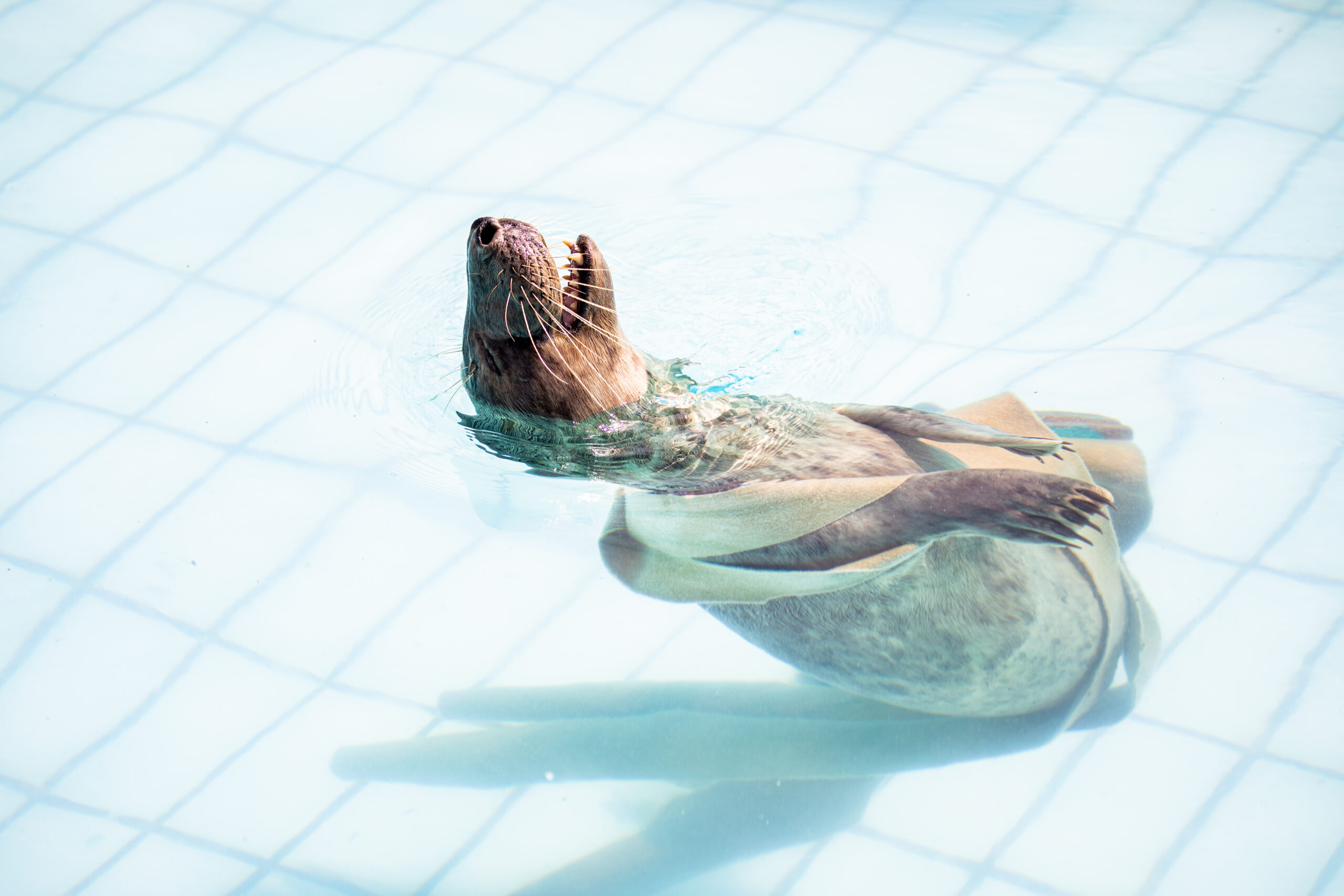 grijze zeehond speelt met verrijking in bad