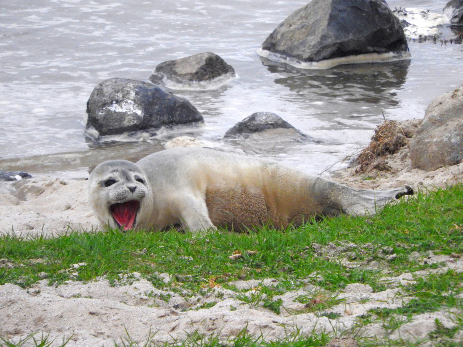 Geluid van de zeehond