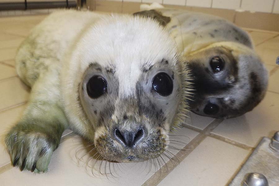 witte gewone zeehondenpup