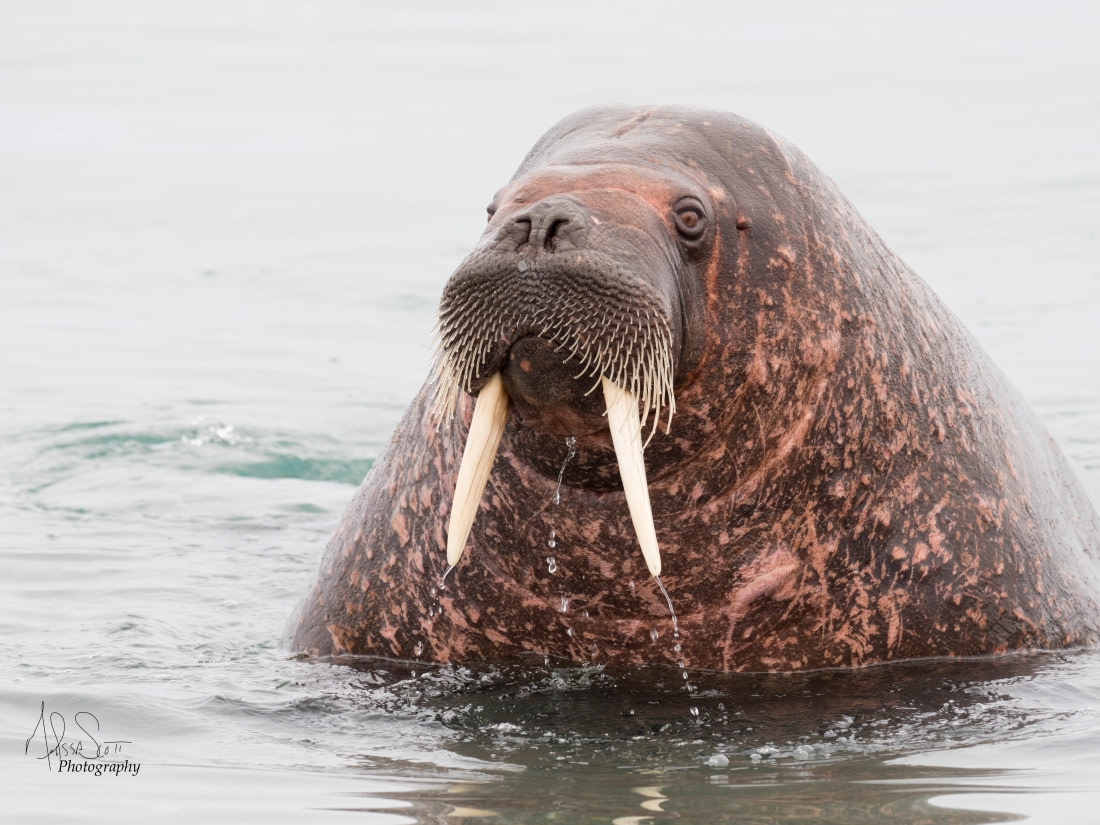 Walrus