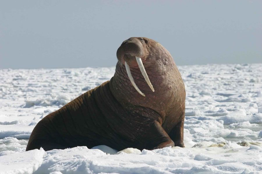 Walrus op sneeuw