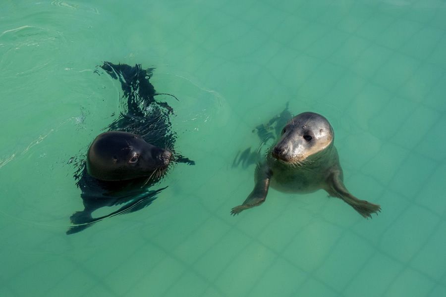 Zwarte zeehond