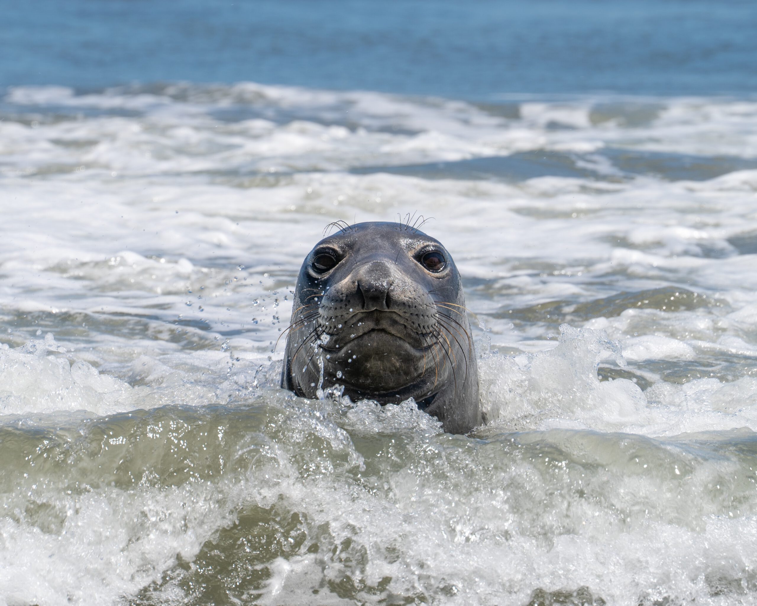 Zeehond in zee