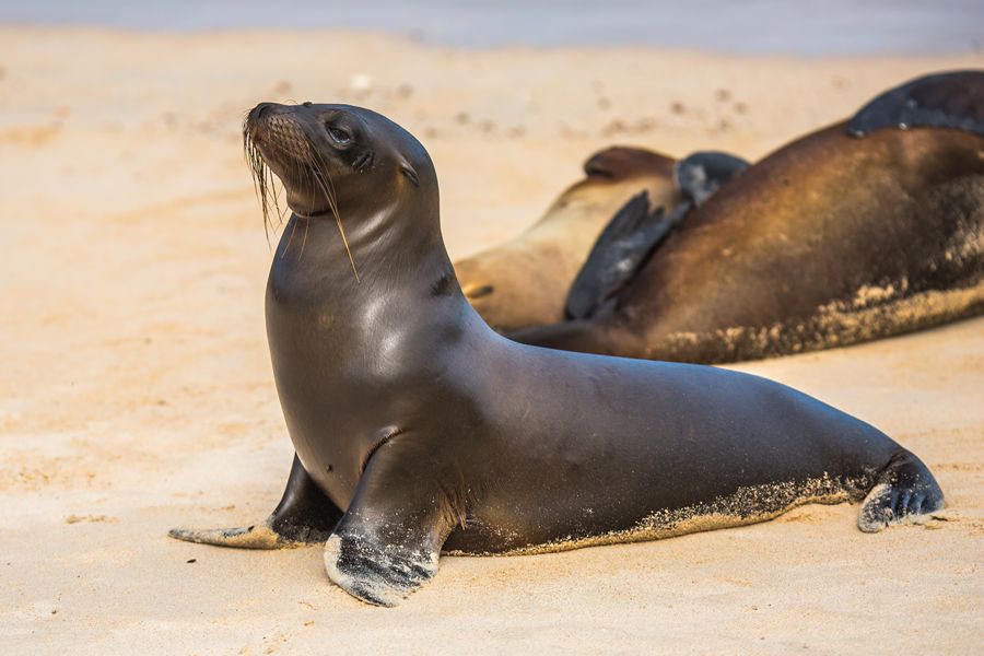 Zeeleeuw op strand