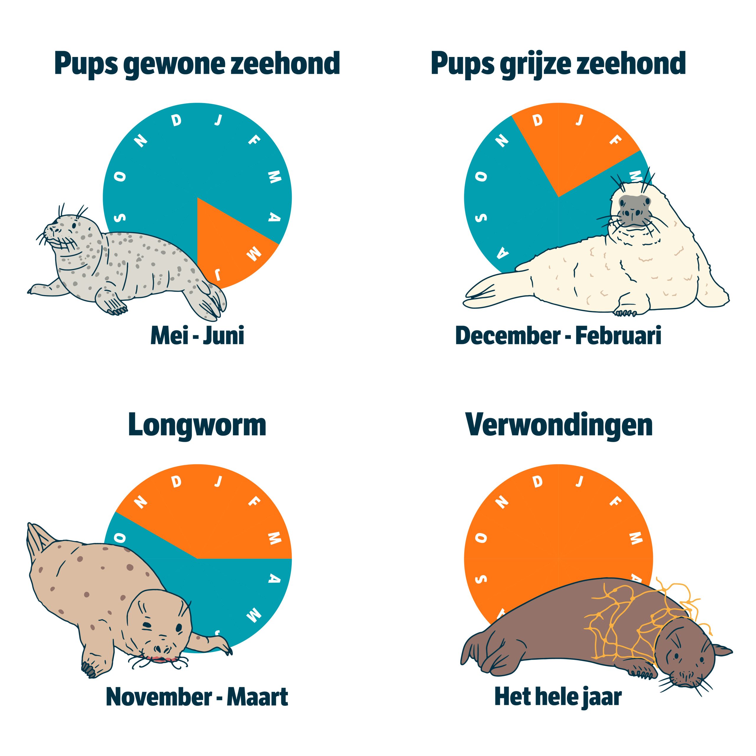 verschillende soorten patienten in het zeehondenziekenhuis