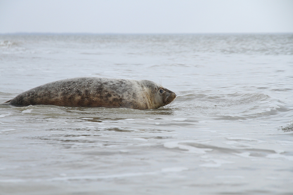 Zeehond die wordt vrijgelaten