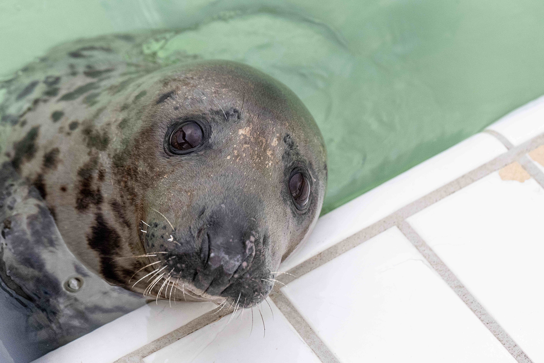 Volwassen grijze zeehond Cornelia Foto: Martina Zilian