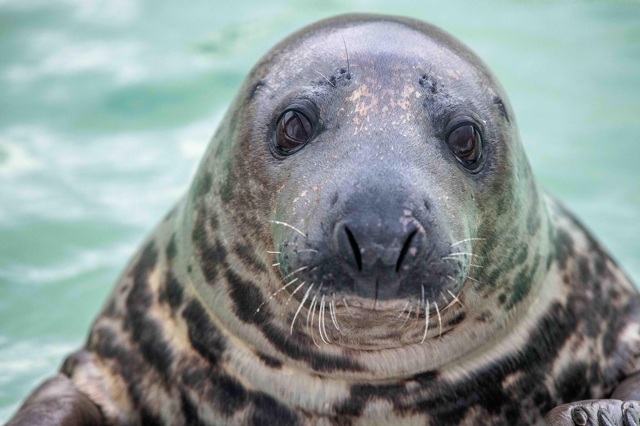 Close up van zeehond cornelia Foto: Martina Zilian