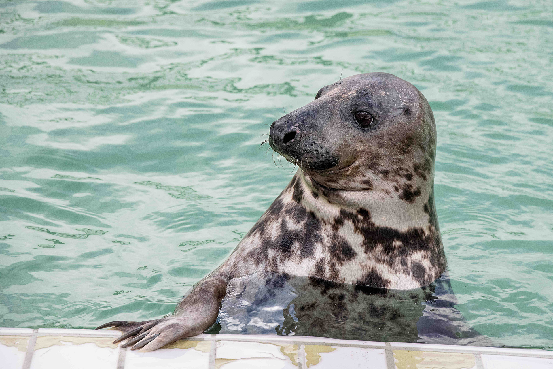 Zeehond cornelia Foto: Martina Zilian