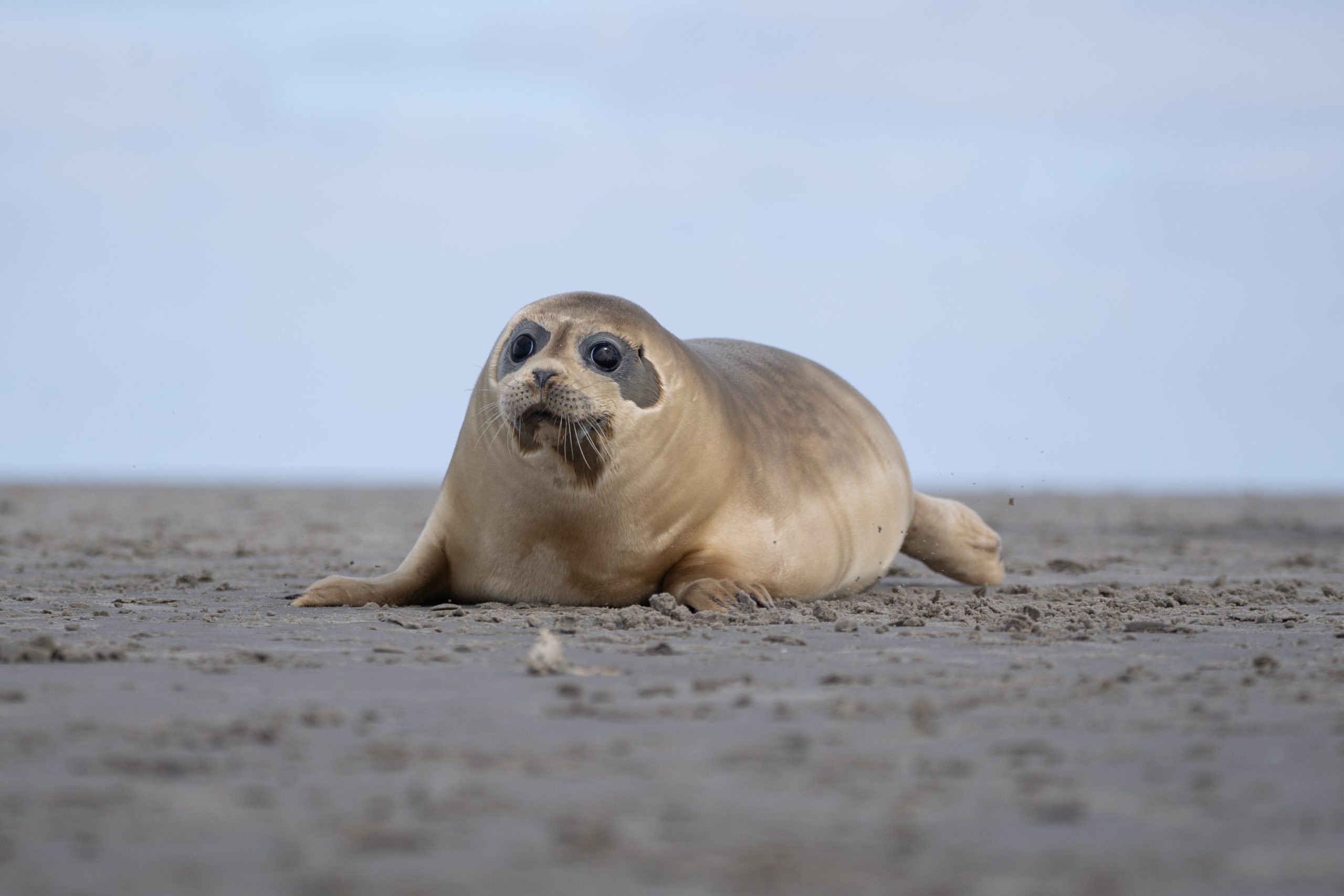 Gewone zeehond tijdens vrijlating. 