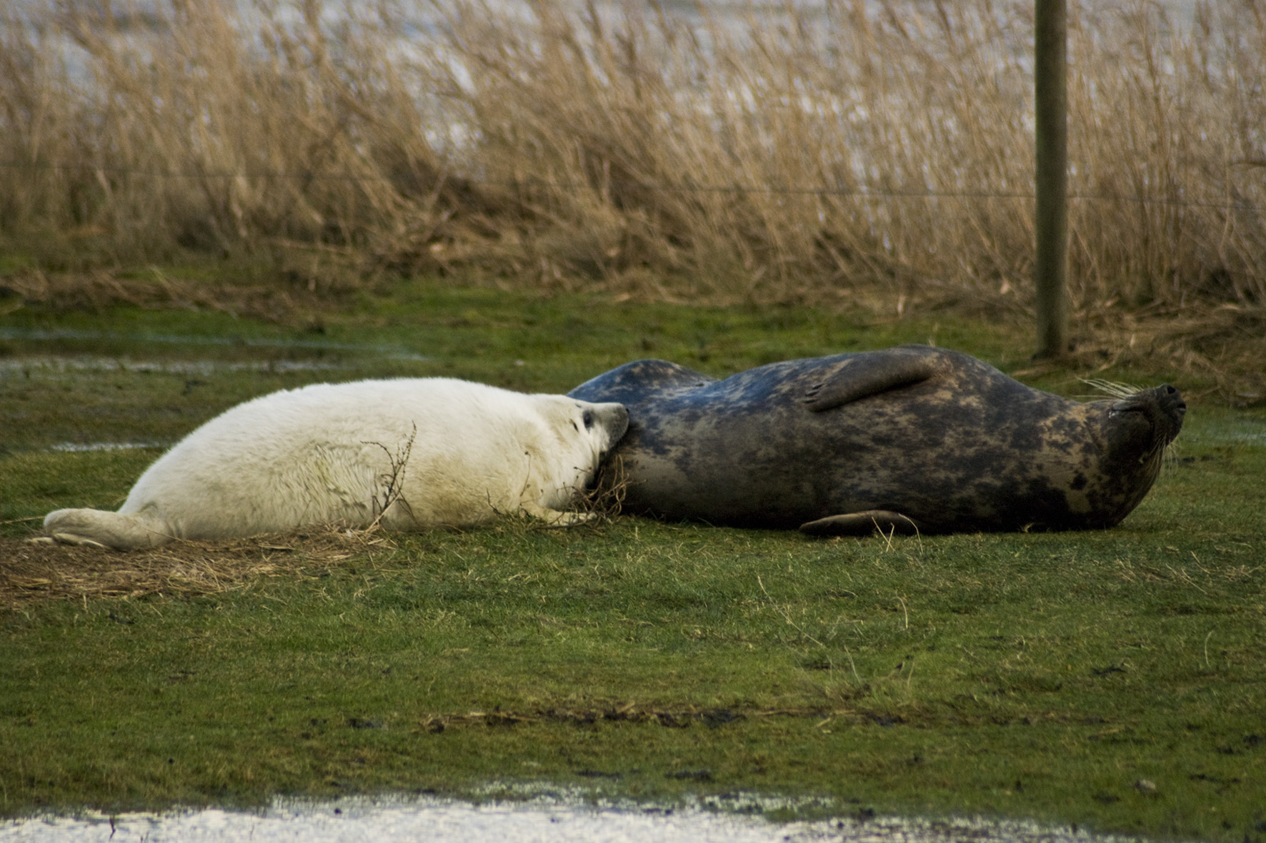 Zeehond - Zeehondenmoeder en pup