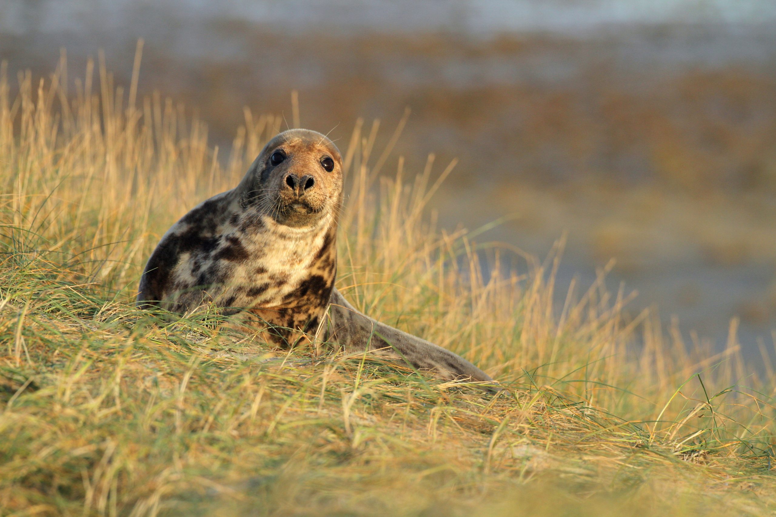 Grijze zeehonden op het strand